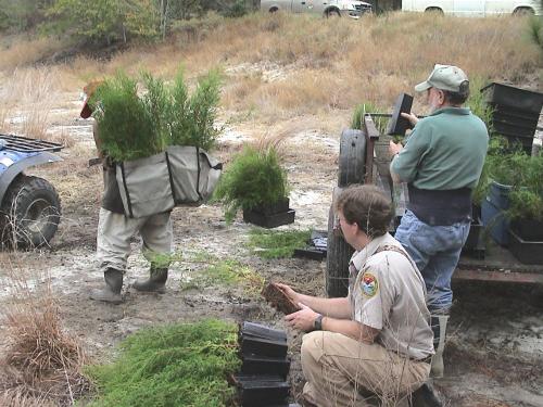 Planter carrying AWC in Bags
